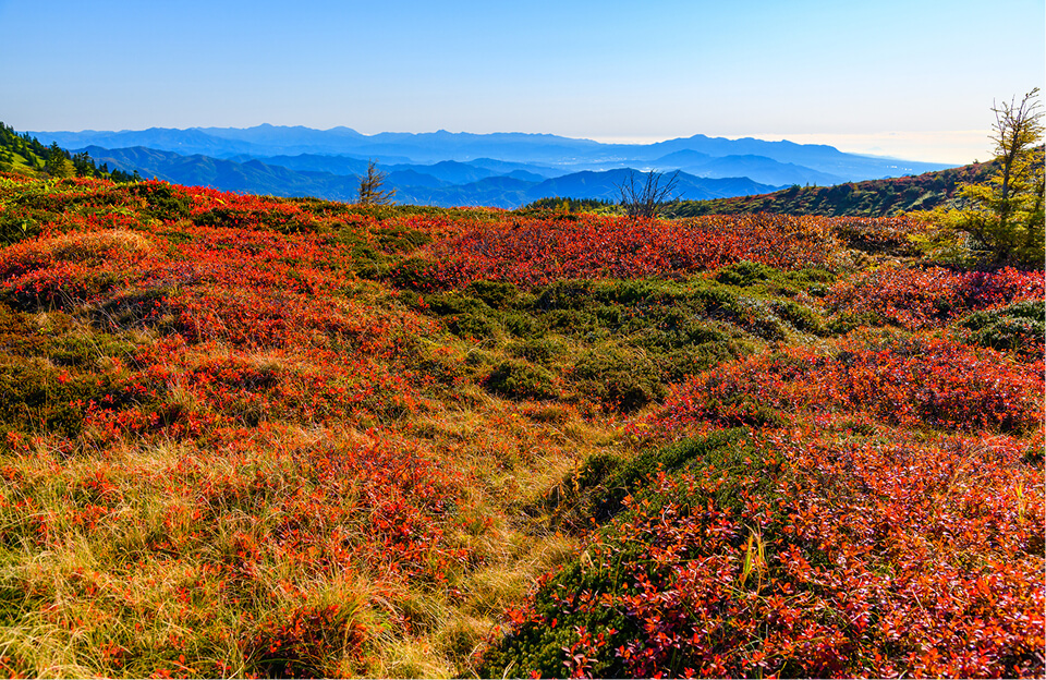 分水嶺から見渡す紅葉の山肌と広大な山並みの絶景